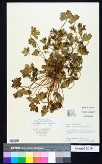 Geranium carolinianum var. carolinianum image