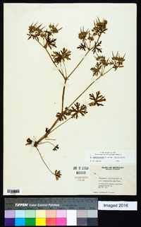 Geranium carolinianum var. carolinianum image