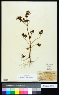 Geranium carolinianum var. carolinianum image