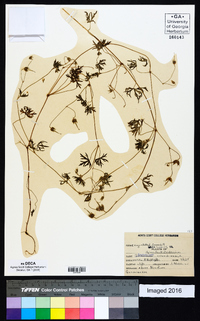 Geranium columbinum image