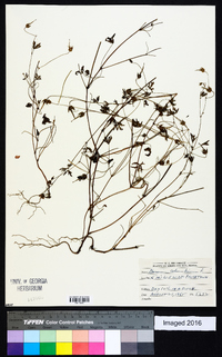 Geranium columbinum image