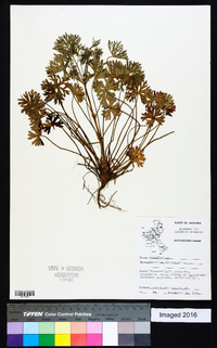 Geranium dissectum image