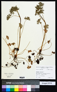 Geranium dissectum image