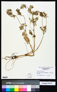 Geranium dissectum image