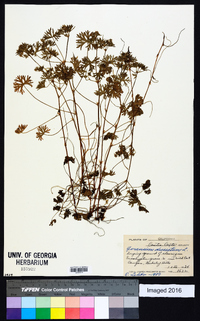 Geranium dissectum image