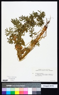 Geranium dissectum image