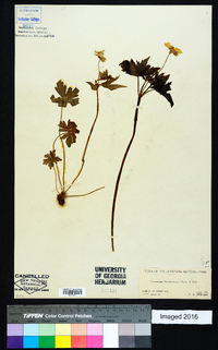 Geranium richardsonii image