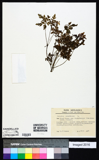 Geranium robertianum image