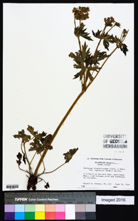 Geranium viscosissimum image
