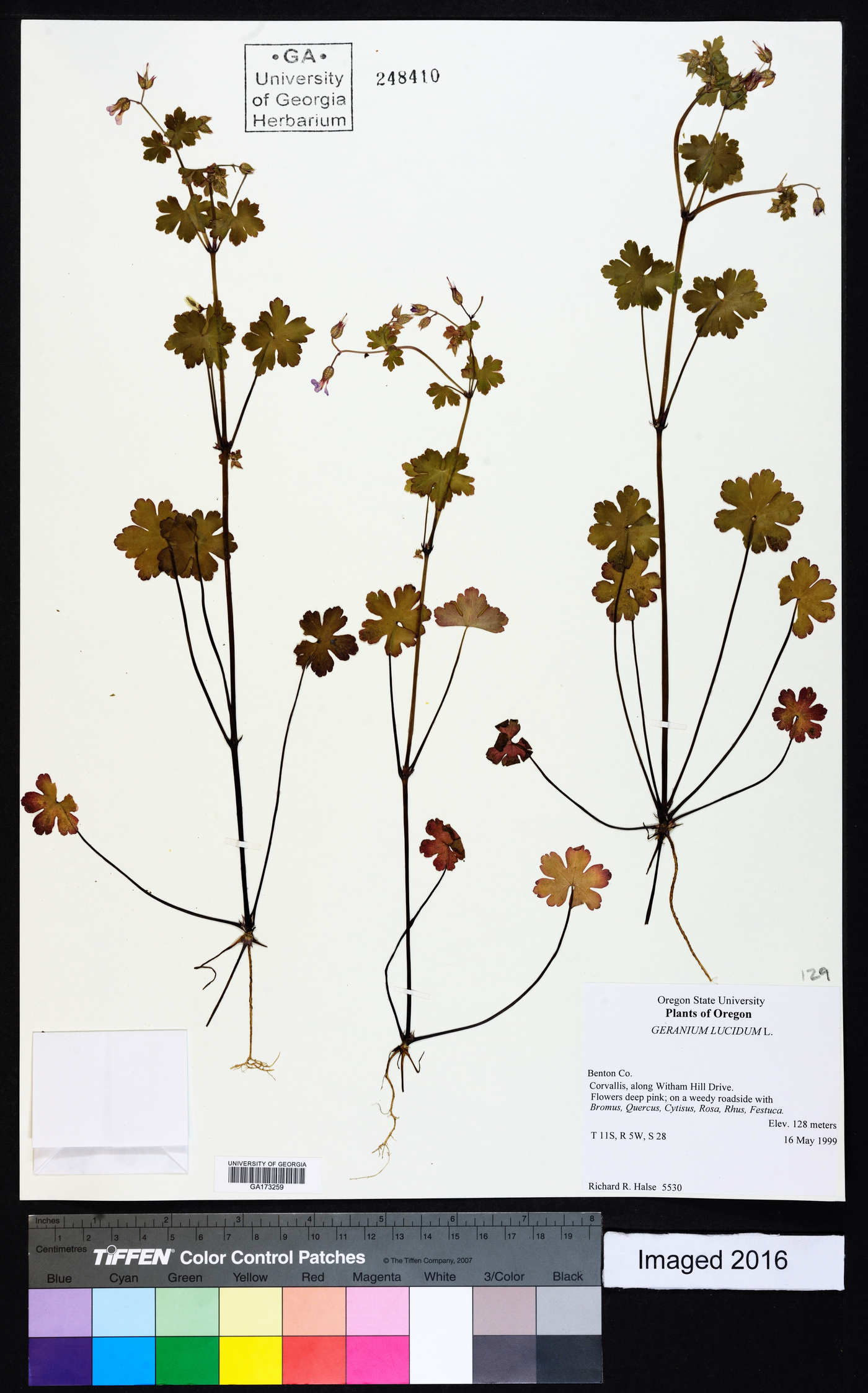 Geranium lucidum image