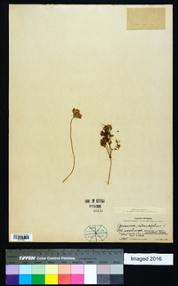 Geranium rotundifolium image