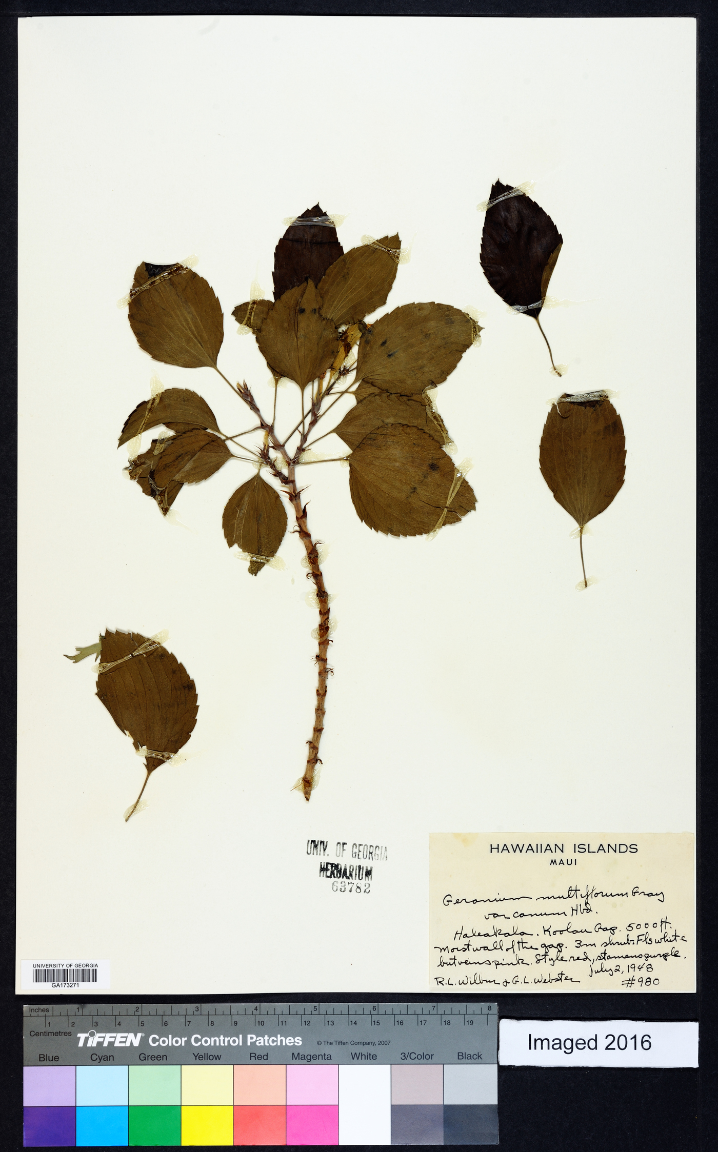 Geranium multiflorum var. canum image