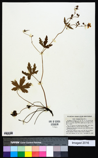 Geranium latum image