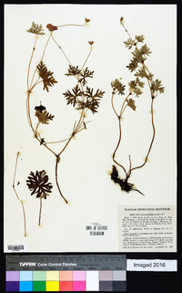 Geranium potentillifolium image