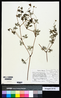 Geranium potentillifolium image