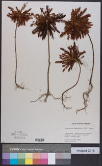 Biophytum dendroides image