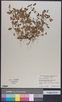 Oxalis corniculata image