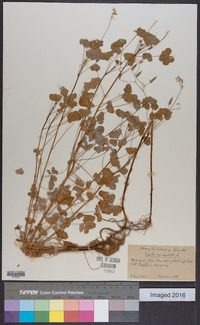 Oxalis corniculata image