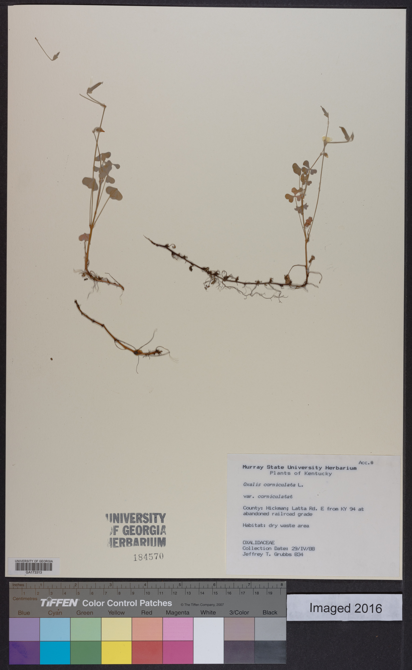 Oxalis corniculata var. corniculata image