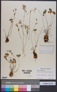 Oxalis corymbosa image