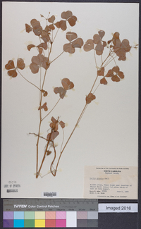 Oxalis grandis image