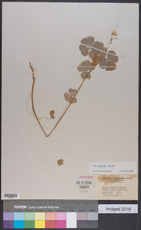 Oxalis grandis image