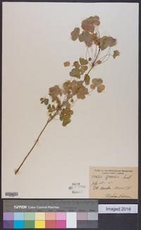 Oxalis grandis image