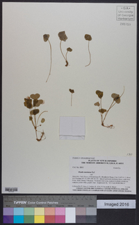 Oxalis montana image