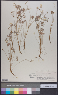 Oxalis priceae image