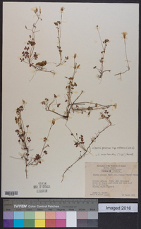 Oxalis priceae image