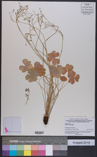 Oxalis rubra image