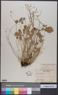 Oxalis rubra image