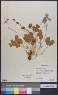 Oxalis rubra image