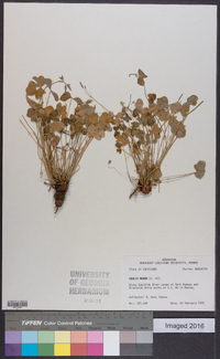 Oxalis rubra image