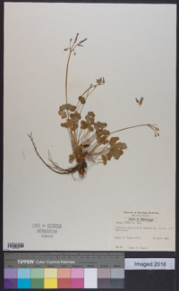 Oxalis rubra image