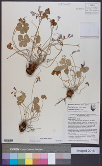 Oxalis debilis image