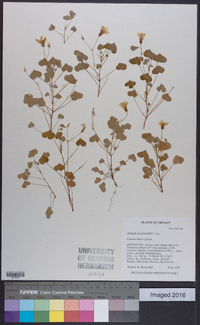 Oxalis suksdorfii image