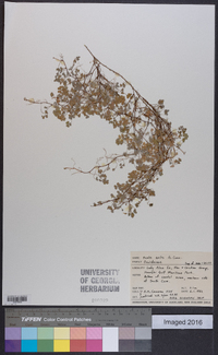 Oxalis exilis image