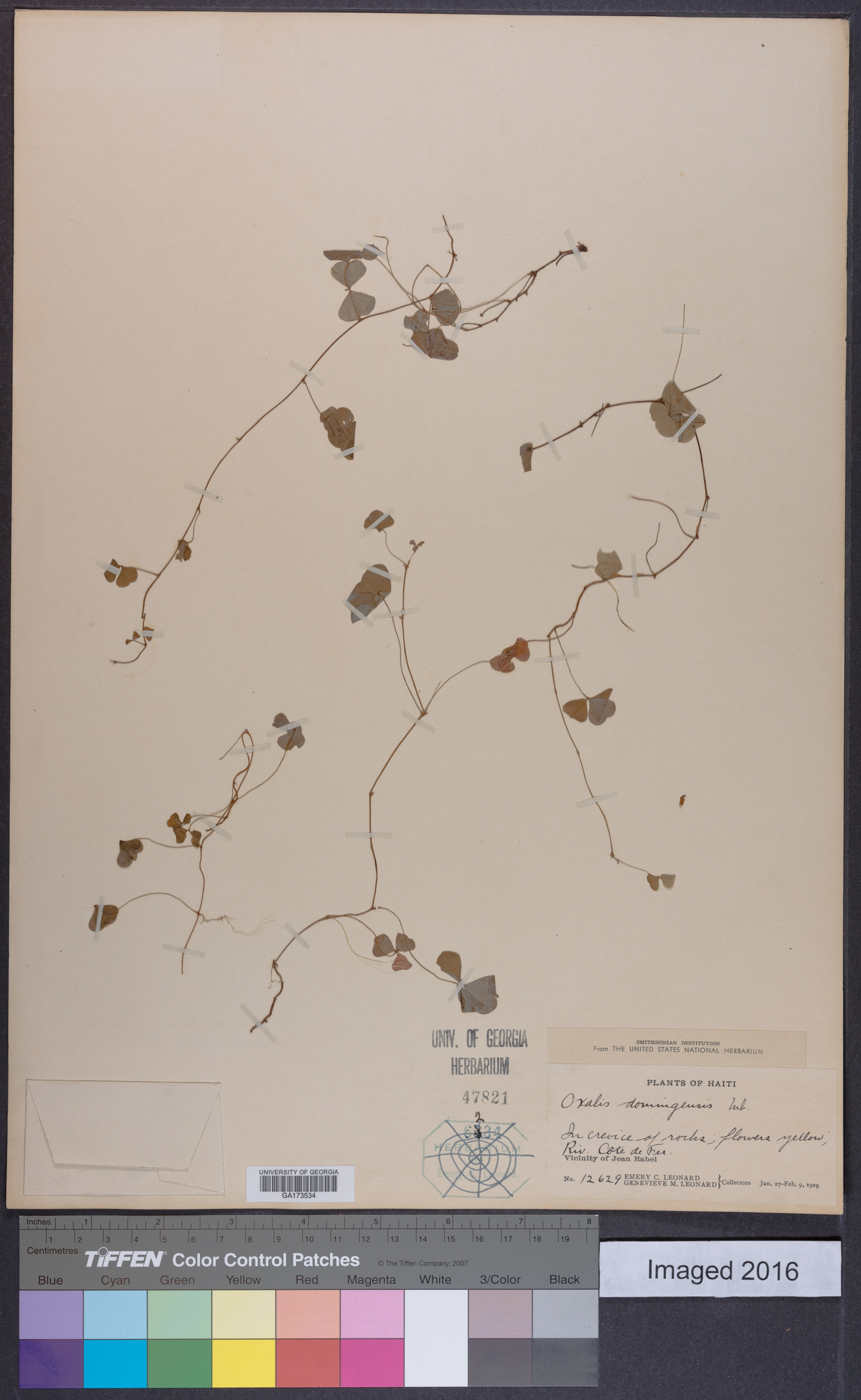 Oxalis domingensis image