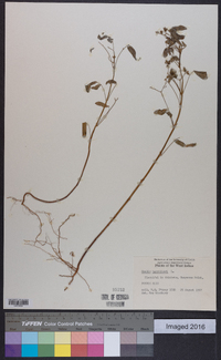 Oxalis barrelieri image