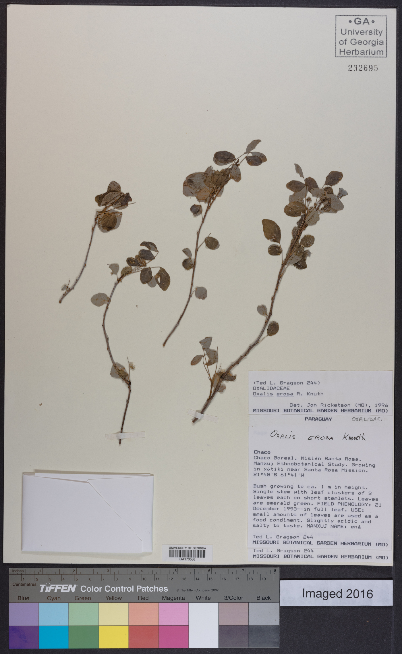 Oxalis erosa image