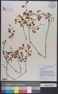 Oxalis lotoides image