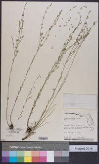 Linum floridanum image