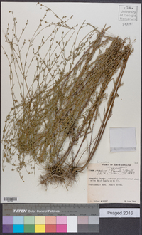 Linum medium image