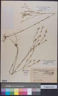 Linum medium var. texanum image