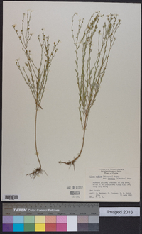 Linum medium var. texanum image