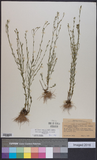 Linum medium var. texanum image