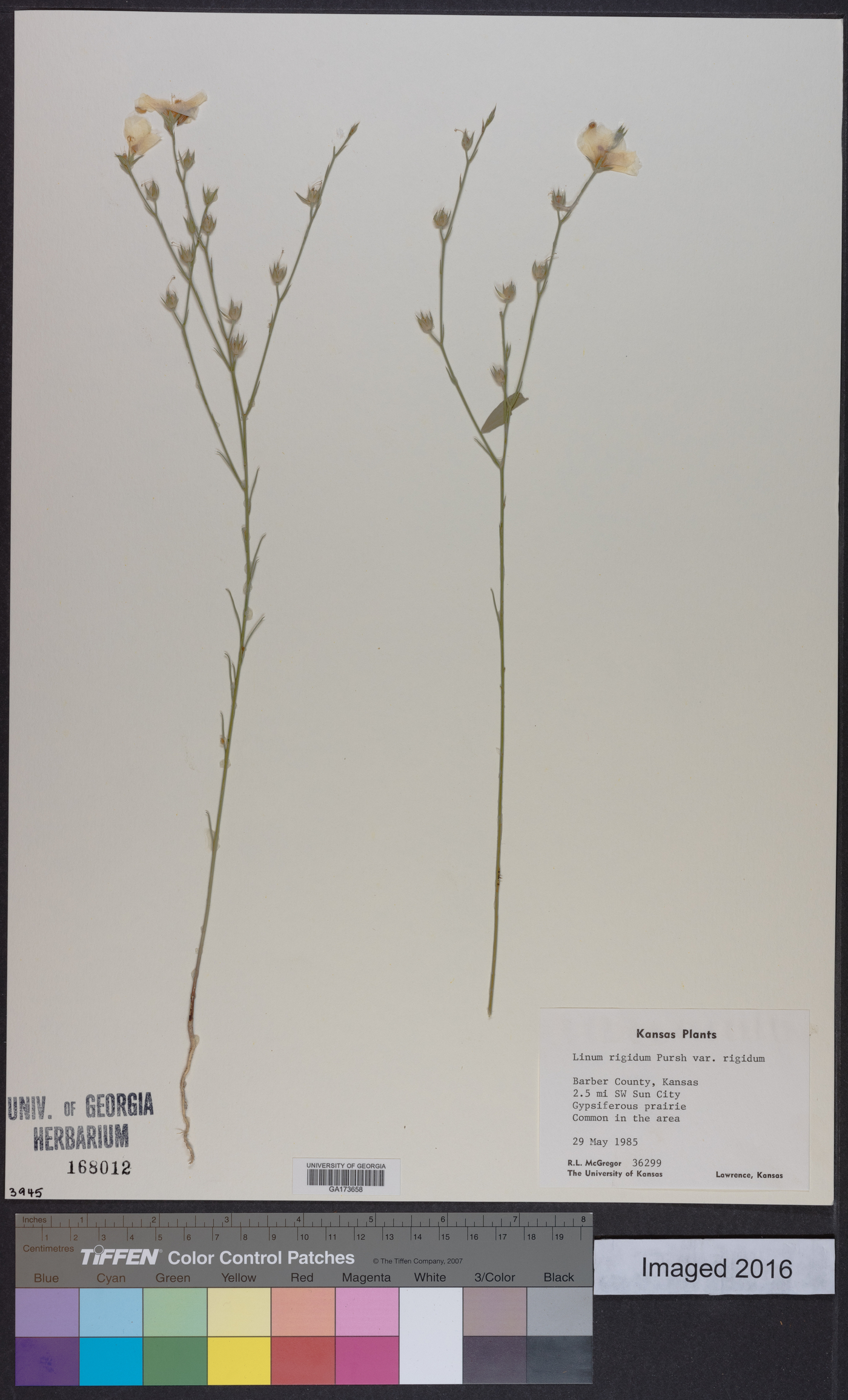 Linum rigidum image