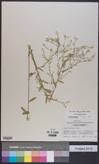 Linum striatum image