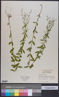 Linum striatum image